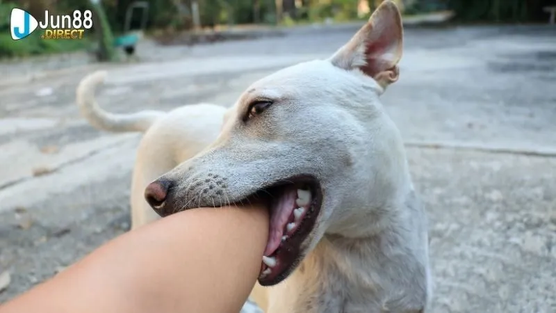 Sổ mơ chó cắn